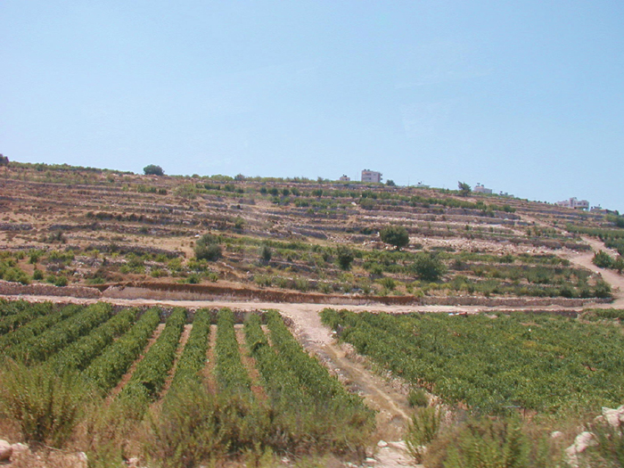 Olive grove in the West Bank
